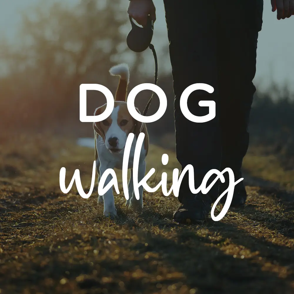 Local Dog Walk